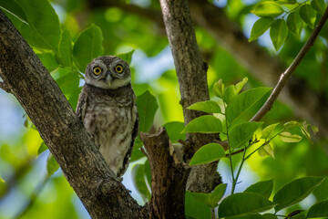 A surprised owl perches on a tree branch amidst green foliage.