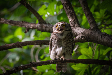 A surprised owl perches on a tree branch amidst green foliage.