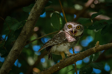 owl