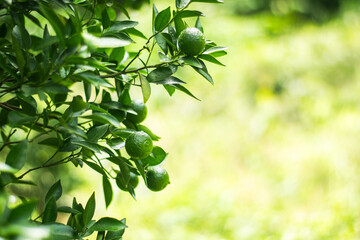 Young green oranges are growing.