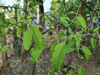 Amazing santalum album sandalwood tree fruits and leaves with small branches, stems