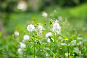 The meadow is full of beautiful white grass flowers.