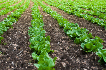 Smooth vertical beds of lettuce