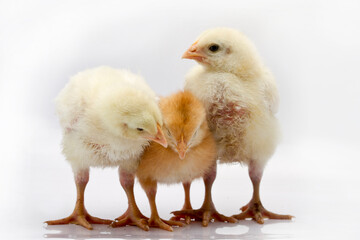 Cute little chicken isolated on white background 