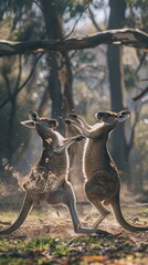 Obraz premium Two kangaroos engage in a playful spar in the Australian outback