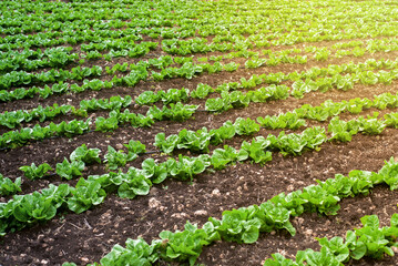 Beds of fresh greens in the field