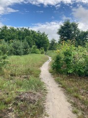 Puddles in the forest after heavy rain and showers