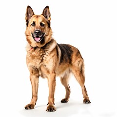 Chinook dog breed standing against white background, AI Generated