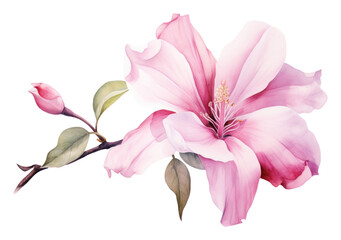 PNG Pink flower blossom petal plant.
