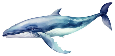 Obraz premium PNG Whale whale fish dolphin.