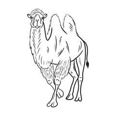 Beautiful realistic two-humped camel standing in black isolated on white background. Hand drawn vector sketch illustration in doodle engraved vintage line art style. Exotic Egypt animal