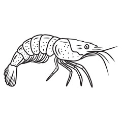 Realistic beautiful shrimp drawing in black isolated on white background. Hand drawn vector sketch illustration in doodle engraved vintage line art style. Seafood, sea animals