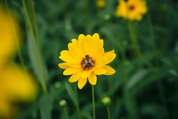 Yellow Heliopsis aster flower and bee close-up in the garden.