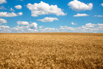 Naklejka premium Landscape with golden wheat field and blue sky, perfect as background or decorative image