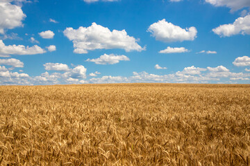 Landscape with a field of ripe golden wheat and blue sky with clouds, perfect for wallpaper