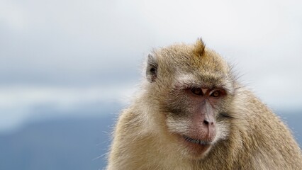 portrait of a macaque