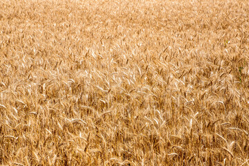 Foreground with a field of golden wheat. A ripe wheat crop