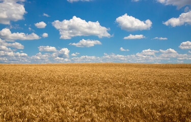 golden wheat field and blue sky