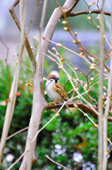 雨の中、木の枝に止まるスズメ