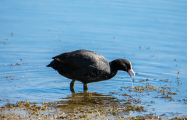 A Fulica Atra bird in the water