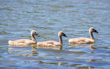 Close-up with a group of white swan chicks on the lake