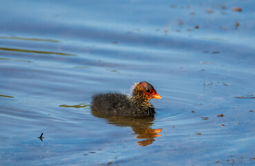 A Fulica Atra chick swimming on the water