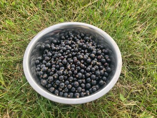 Blackcurrants collected in a bowl