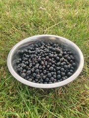 Blackcurrants collected in a bowl