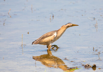 An Ixobrychus minutus (Little Bittern) bird looking for food on the water's edge
