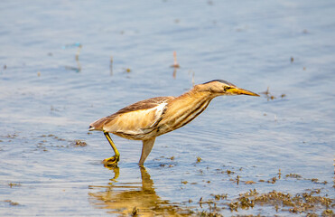 An Ixobrychus minutus bird looking for food on the water's edge
