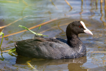 A Fulica Atra bird in the water
