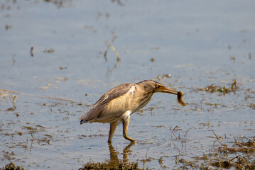 A Little Bittern (Ixobrychus minutus) bird with a fish in its beak