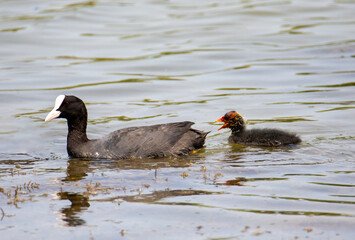 A Coot Atra bird with chicks swimming on the water