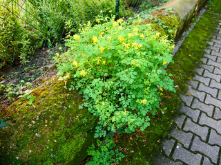 Obraz premium Mauerblümchen