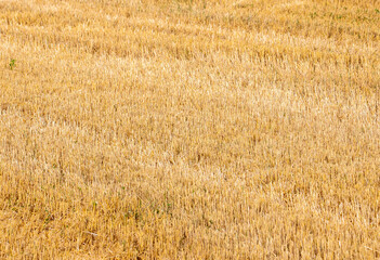 Fototapeta premium Close-up with stubble after wheat harvest
