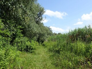 Obraz premium Lush green path through dense foliage and tall grass under a blue sky on a sunny day.