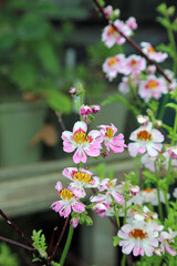 Closeup of pink and white Butterfly Flower blooms, North Yorkshire England

