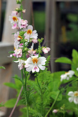 Fototapeta premium Closeup of white Butterfly Flower blooms, North Yorkshire England 