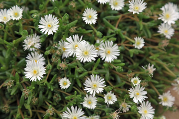 Obraz premium Macro image of Ice Plant blooms, North Yorkshire England 