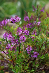 Macro image of purple Hebe blooms, North Yorkshire England
