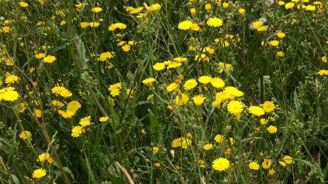 Meadow with a lot of rough hawksbeard flowers in summer in a German garden, camera panning