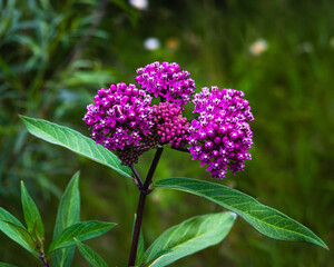 purple milkweed in bloom