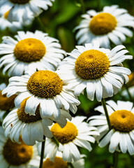 daisies