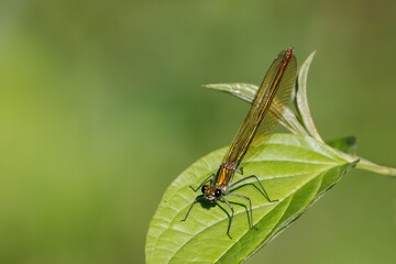 Gebänderte Prachtlibelle Weibchen
