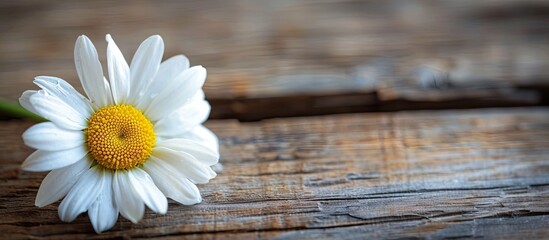 Obraz premium A close-up of a daisy or chamomile with selective focus on a wooden surface in a copy space image.