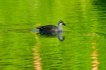 初夏の公園の池で子育てをする身近な野鳥、人気者のカルガモ