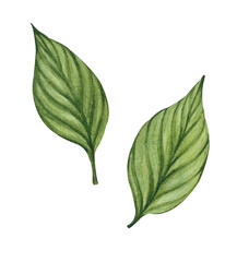Set of watercolor green leaves. Illustration of plant leaves isolated on white background. Botanical theme, flowers, plants, hand drawn pattern.