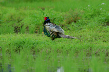 Fototapeta premium 初夏の田んぼで見られる緑色の美しい羽をした日本の国鳥のキジ