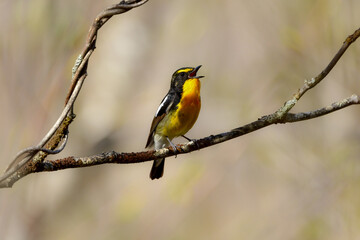Naklejka premium 初夏の高原の森を彩る美しい黄色とオレンジの野鳥、人気者の渡り鳥キビタキ