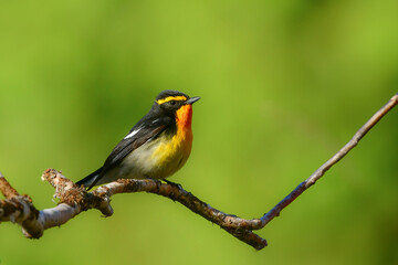 初夏の高原の森を彩る美しい黄色とオレンジの野鳥、人気者の渡り鳥キビタキ